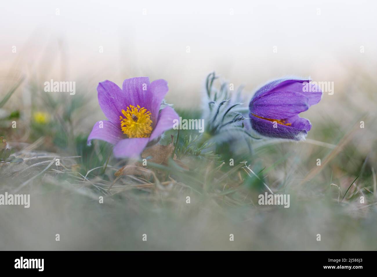 Pasque-Blume (Pulsatilla vulgaris), NP Eifel, Deutschland Stockfoto