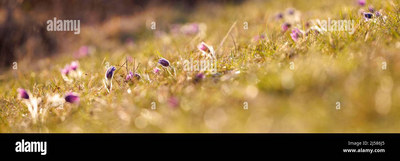 Pasque-Blume (Pulsatilla vulgaris), NP Eifel, Deutschland Stockfoto