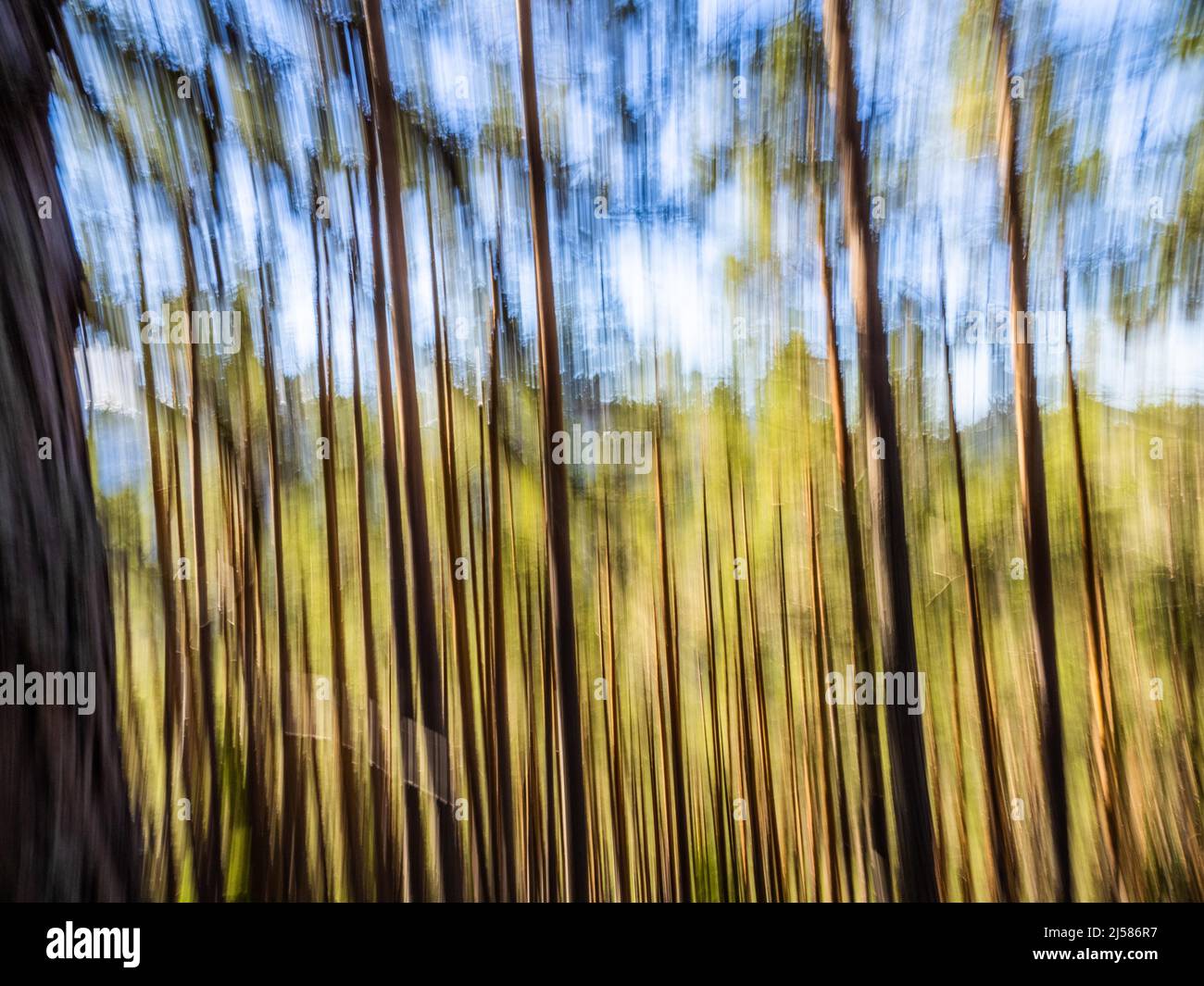 Baeume im Wald, Mitzieheffekt, Hinterlobming, Steiermark, Oesterreich Stockfoto