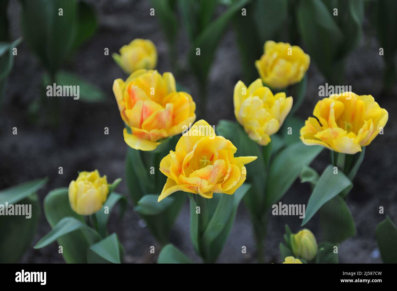 Gelbe Pfingstrose Doppelte frühe Tulpen (Tulipa) Foxy Foxtrot blühen im März in einem Garten Stockfoto