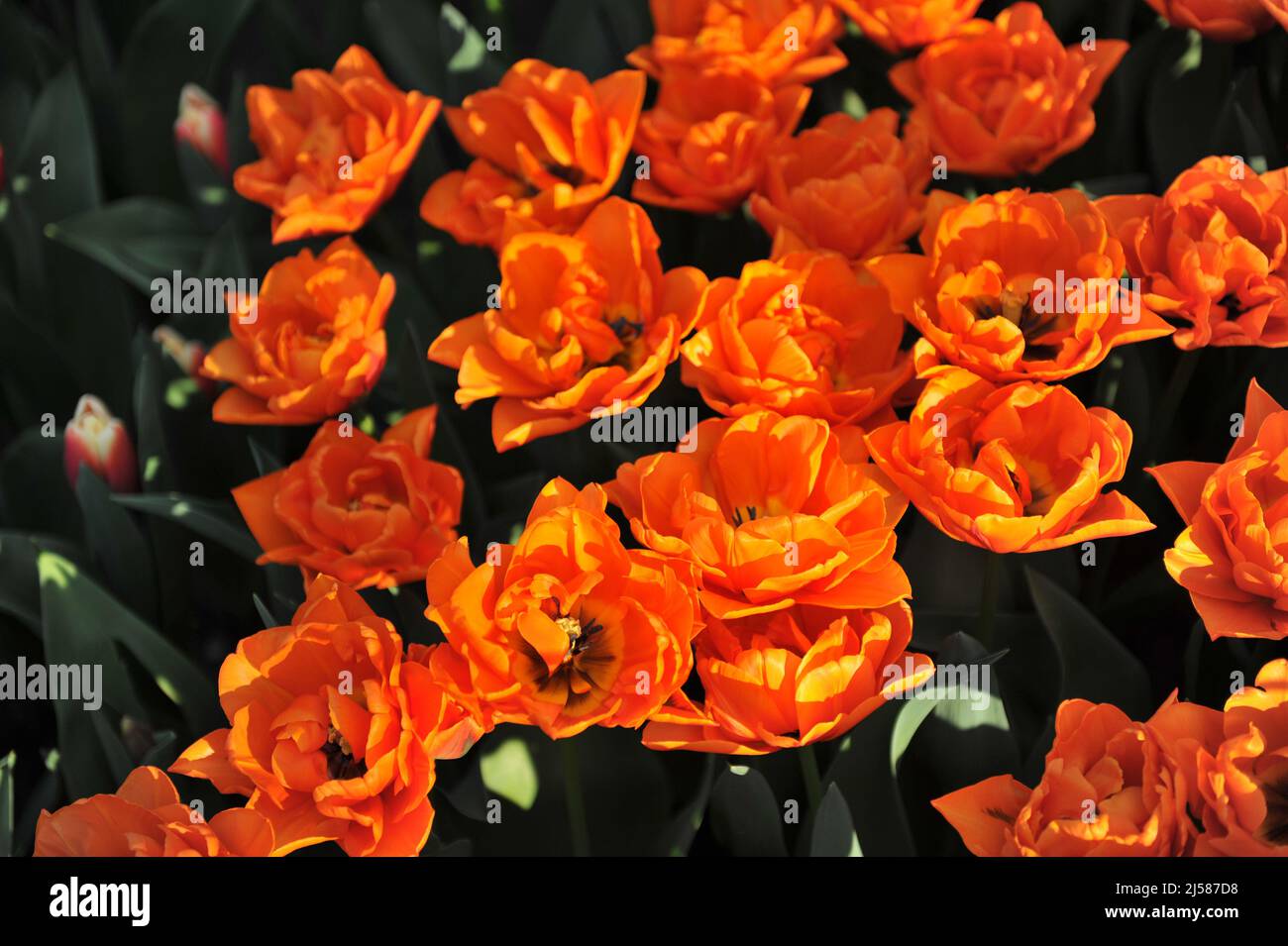 Orange Pfingstrose-blühte Double Late Tulpen (Tulipa) Gaston blüht im März in einem Garten Stockfoto