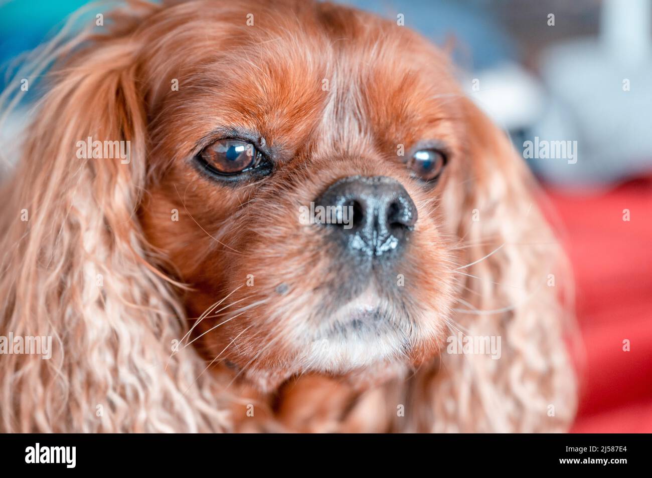 Portrait von einem Hund der Rasse Cavalier King Charles Spaniel in der Musterung Ruby, Hannover, Niedersachsen, Deutschland Stockfoto