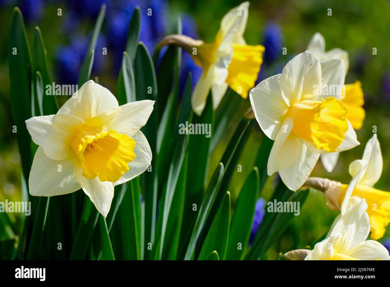Jonquille (Narcissus jonquilla), Gattung Narzissen, Deutschland Stockfoto