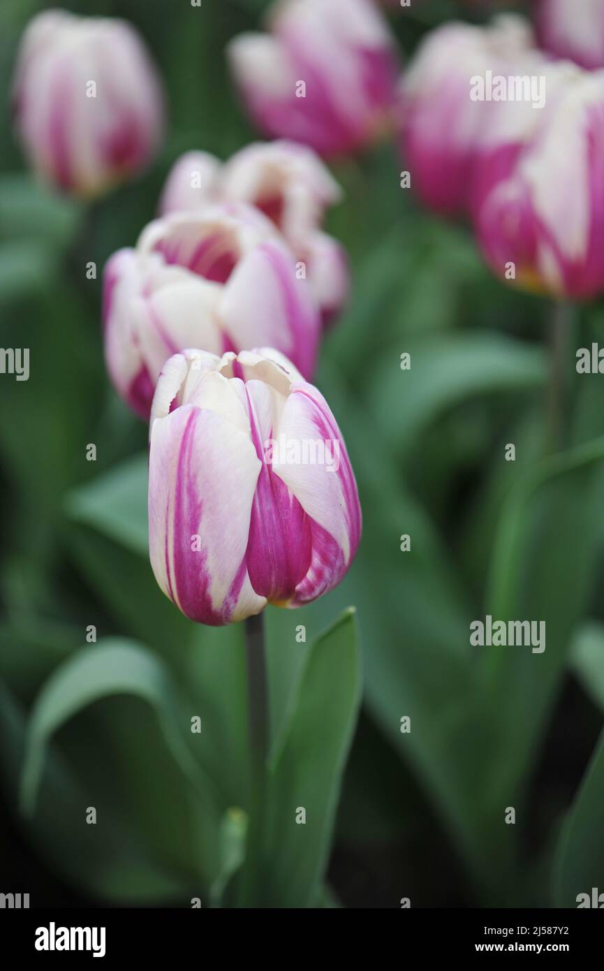 Lila und weiß Triumph Tulpen (Tulipa) im März blühen in einem Garten glückliche Füsse Stockfoto