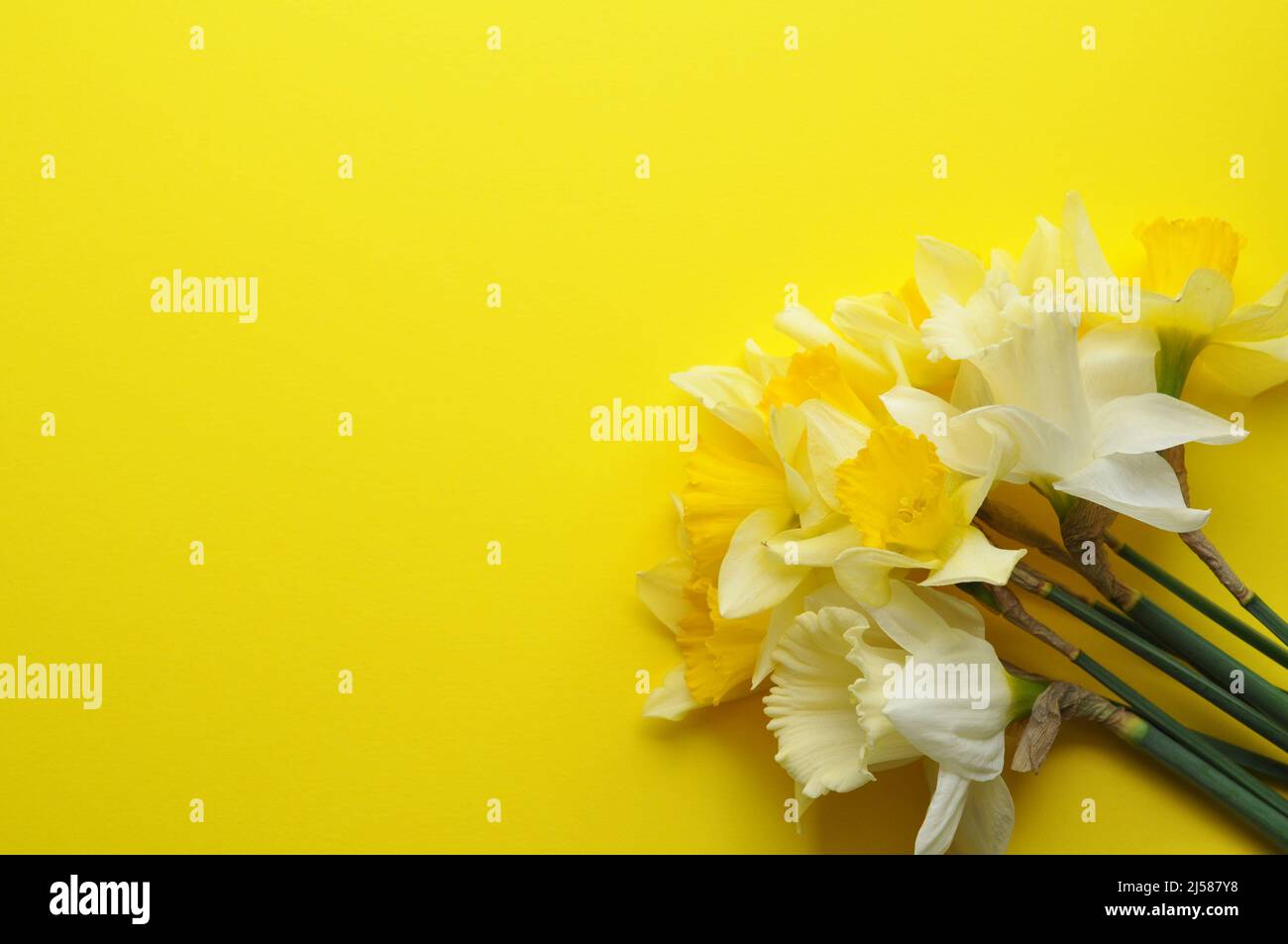 Frühlingsstrauß von Narzissen auf blauem Hintergrund. Ort für Text zum Muttertag oder 8 Marc. Flache Optik von oben. Stockfoto