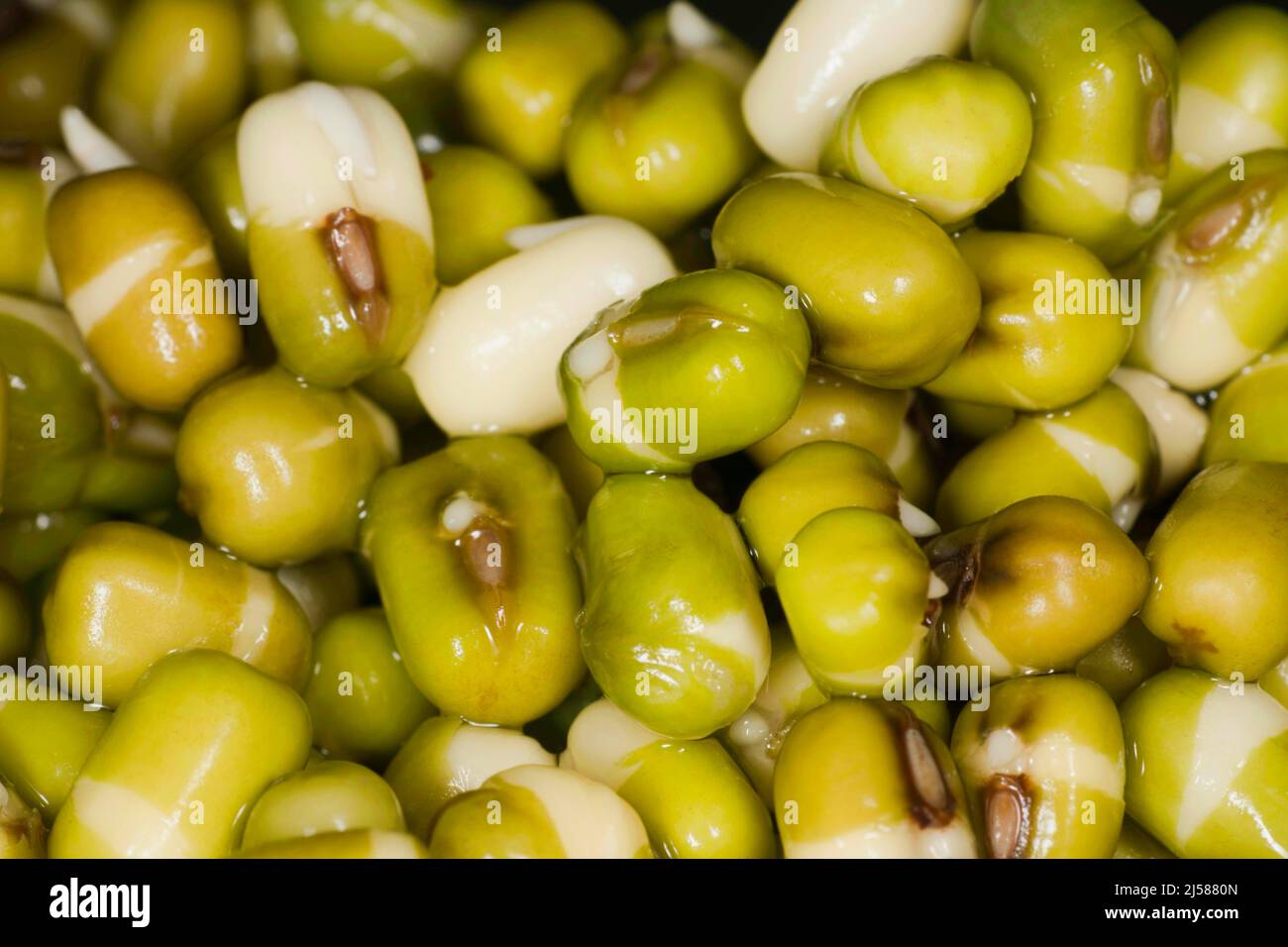 Keimende (Vigna radiata) Mungobohnen Stockfoto