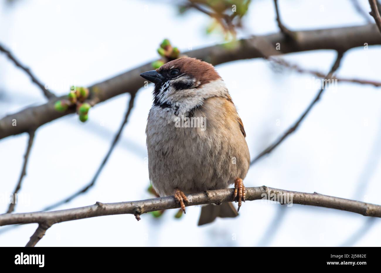 Kleiner Haussperling, der auf einem Foto des Frühlingsbaums sitzt Stockfoto