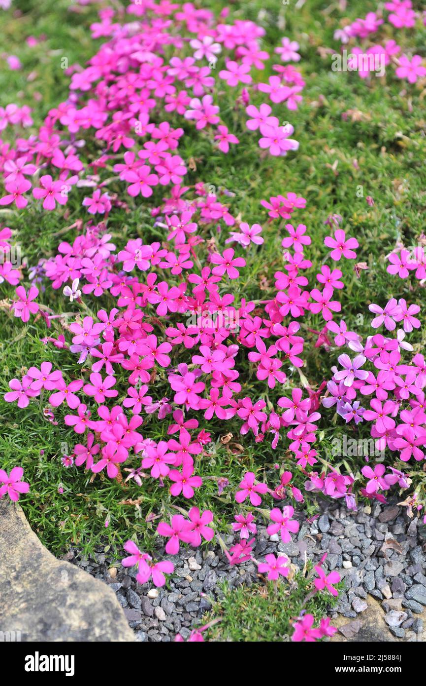 Dunkelrosa getuftete Phlox (Phlox douglasii) im Mai blühen im Garten Crackerjack Stockfoto