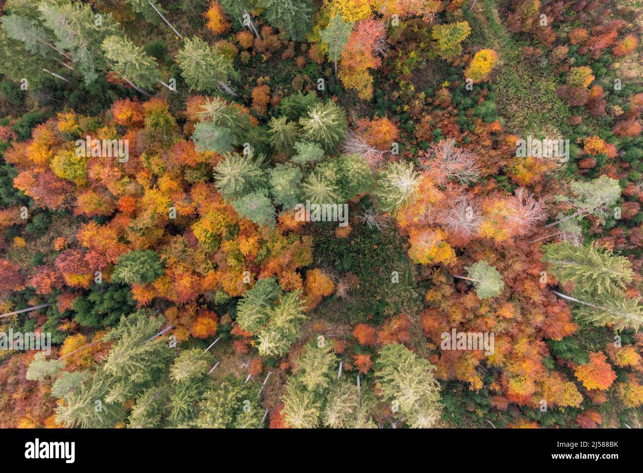 Wald im Herbst, farbenfrohe Bäume vertikal von oben mit einer Drohne fotografiert Stockfoto
