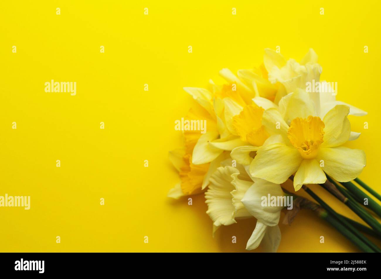 Frühlingsstrauß von Narzissen auf blauem Hintergrund. Ort für Text zum Muttertag oder 8 Marc. Flache Optik von oben. Stockfoto