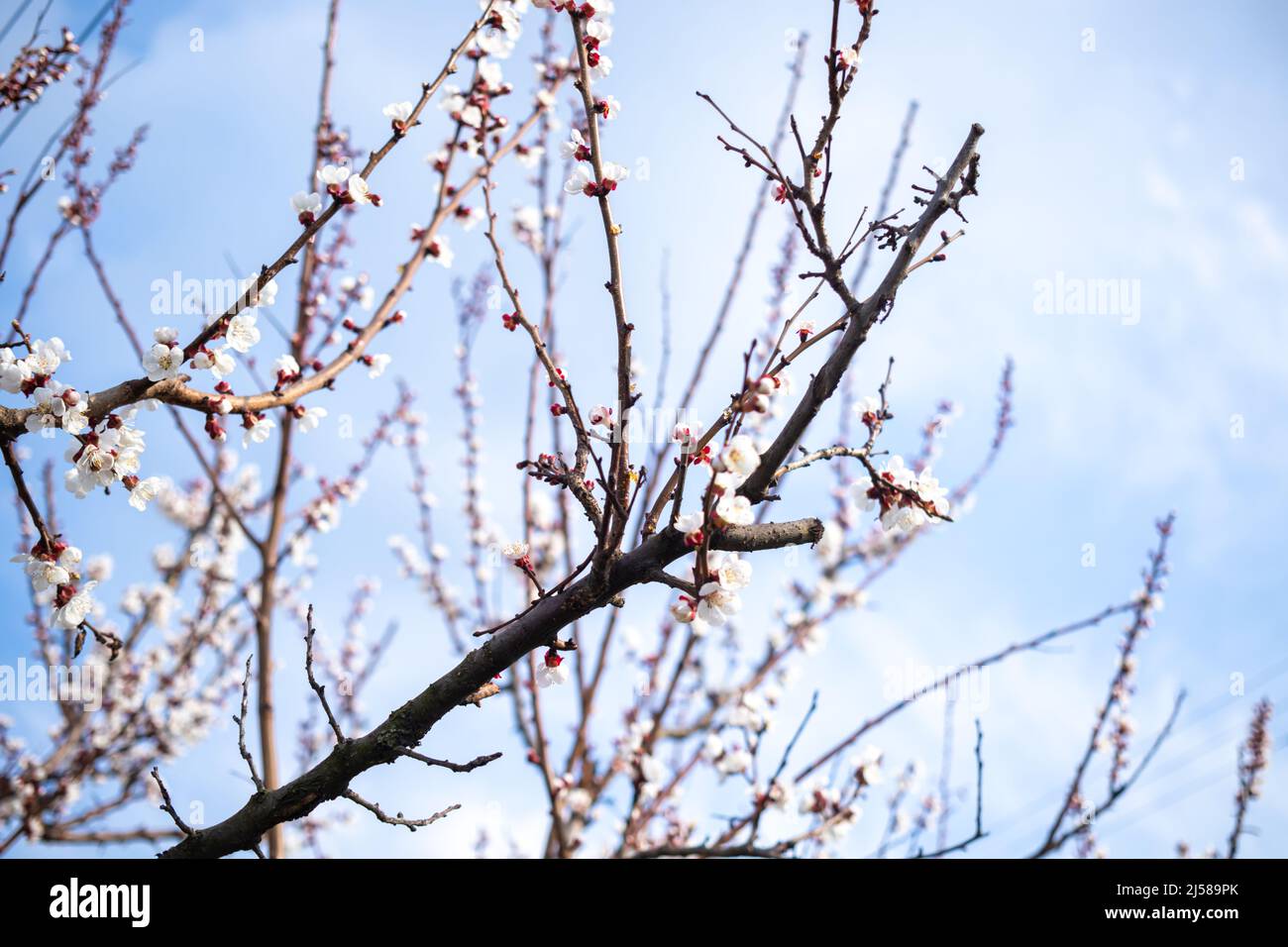 Frühling blühende Äste auf dem blauen Himmel Hintergrund Foto Stockfoto
