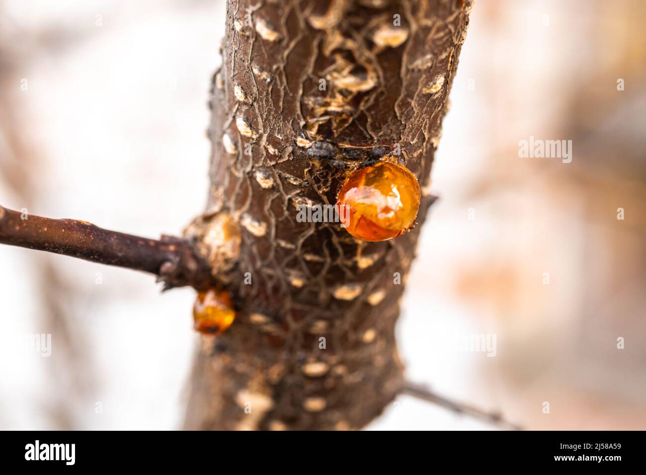 Baumnaturharz Nahaufnahme Makro Stockfoto