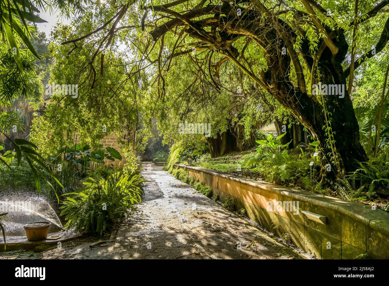 Botanischer Garten, Palermo, Sizilien, Italien Stockfoto