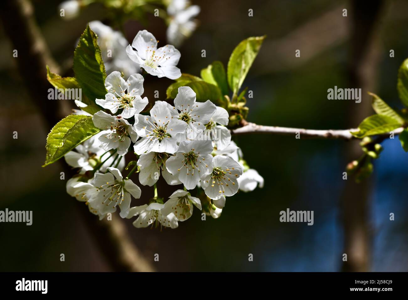 Wunderschöne weiße Apfelblüten am Zweig Stockfoto