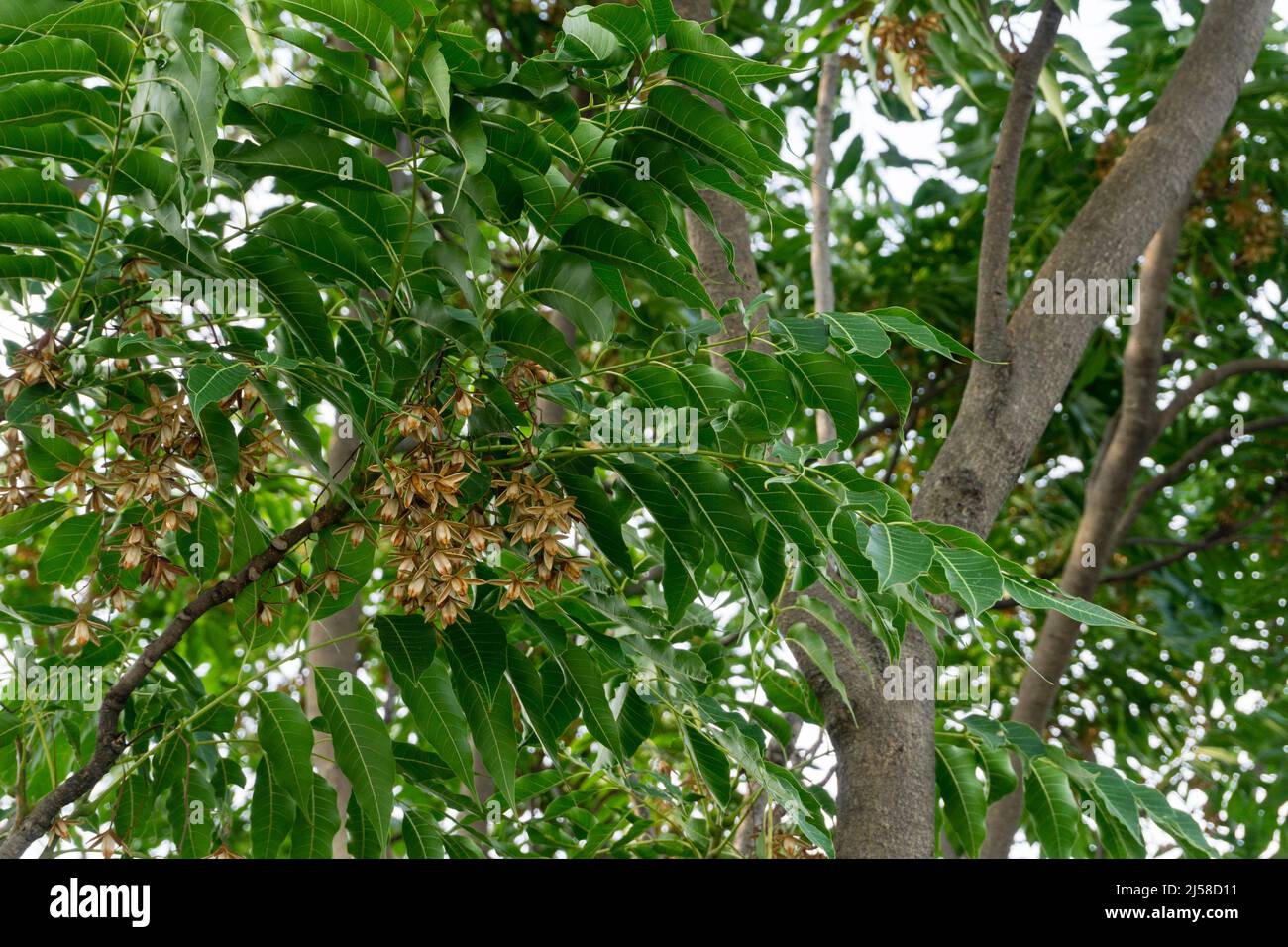 Indische Fliedersamen, Früchte und Blätter. Azadirachta indica, allgemein bekannt als Neem, Nimtree oder indische Flieder, ist ein Baum in der Familie der Mahagoni Meliaceae. Stockfoto