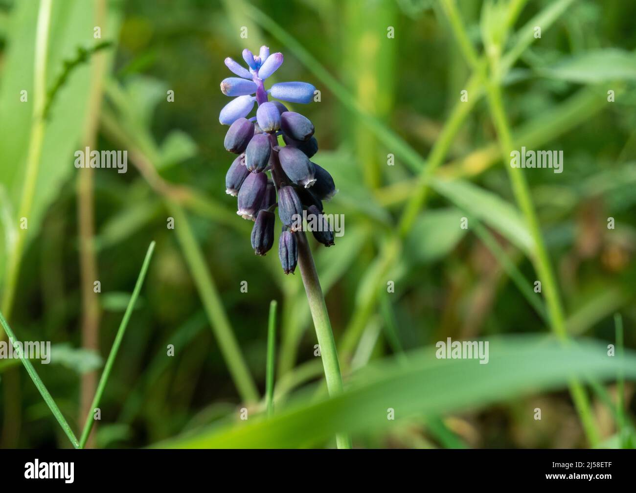 Nahaufnahme der Traubenhyazinthe. Stockfoto