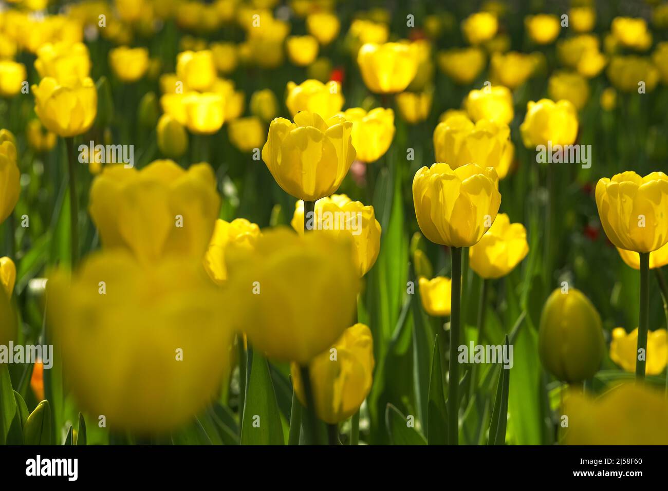 Frühlingshintergrund mit hellen, sonnenbeleuchteten gelben Tulpen. Stockfoto