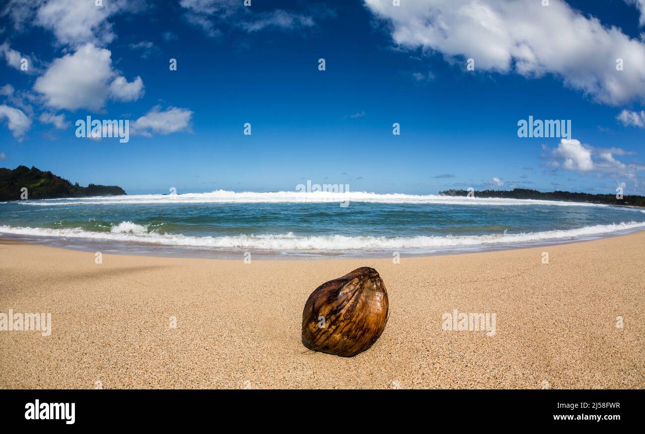 Eine Kokosnuss am Hanalei Beach auf der Insel Kauai, Hawaii, USA. Fotografiert mit einem Fischaugenobjektiv, das ein verzerrtes Bild erzeugt. Stockfoto