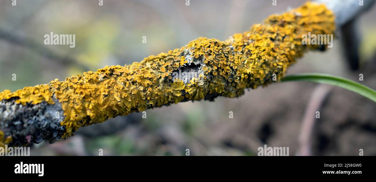 Xanthoria parietina, Ein Baum, der mit blättrigen Flechten in Nahaufnahme bedeckt ist Stockfoto
