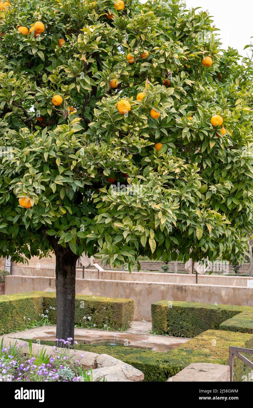 Blick auf einen grünen Orangenbaum mit reifen Zitrusfrüchten in den Gärten der mittelalterlichen Festung Alhambra in Granada, Andalusien, Spanien im Frühling Stockfoto