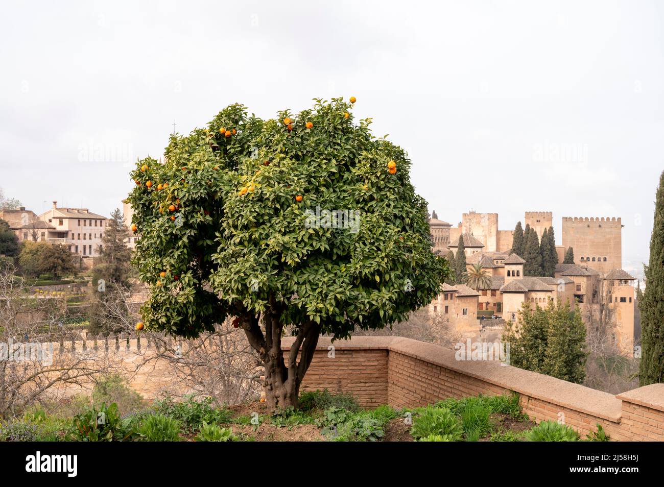 Blick auf einen grünen Orangenbaum mit reifen Zitrusfrüchten und die mittelalterliche Festung Alhambra in Granada, Andalusien, Spanien im Frühling Stockfoto
