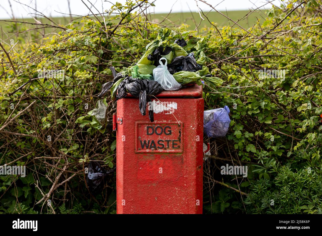 Ein überlaufender Hundemüll in der Landschaft von Sussex nach einem geschäftigen Feiertagswochenende Stockfoto