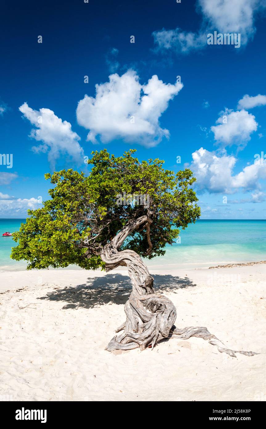 Typischer Fofoti Baum am Eagle Beach in Aruba, Niederländische Antillen Stockfoto