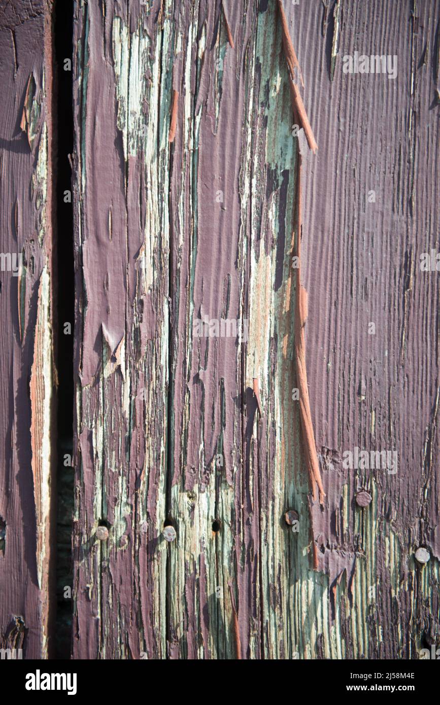 Die verblassende violette Farbe blättert von den Zedernplanken einer alten Scheune in der Nähe von Almont, Michigan, USA. Stockfoto