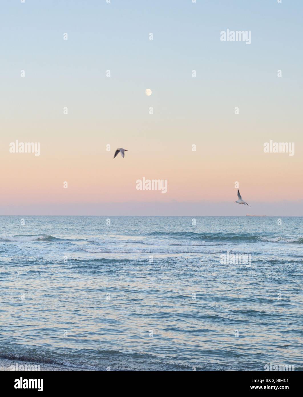 Landschaft mit Mond, Meer und Möwen bei Dämmerung. Odessa, Ukraine Stockfoto