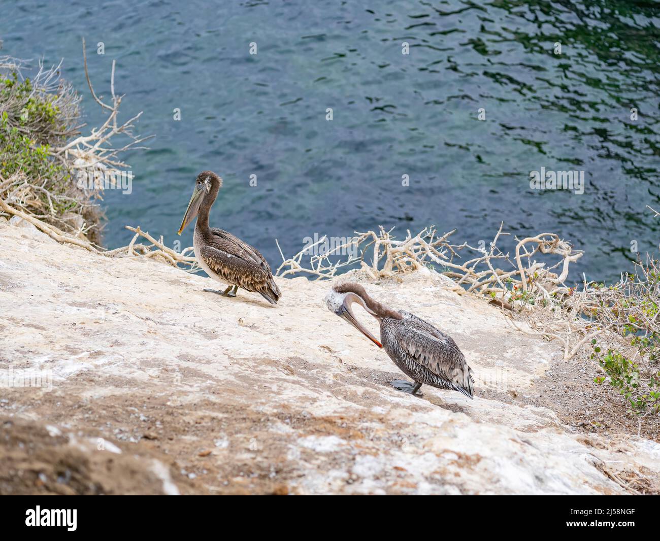 Nahaufnahme des braunen Pelikans in der Nähe der berühmten La Jolla Cove in San Diego, Kalifornien Stockfoto