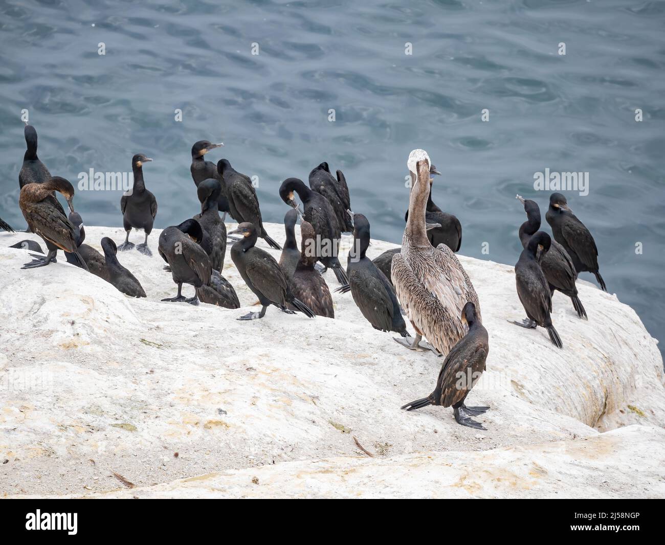 Nahaufnahme des braunen Pelikans in der Nähe der berühmten La Jolla Cove in San Diego, Kalifornien Stockfoto