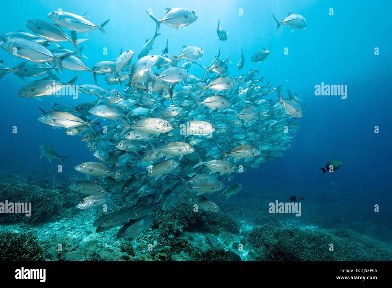 Großaugen Makrelen, Caranx sexfasciatus, Raja Ampat Indonesien Stockfoto