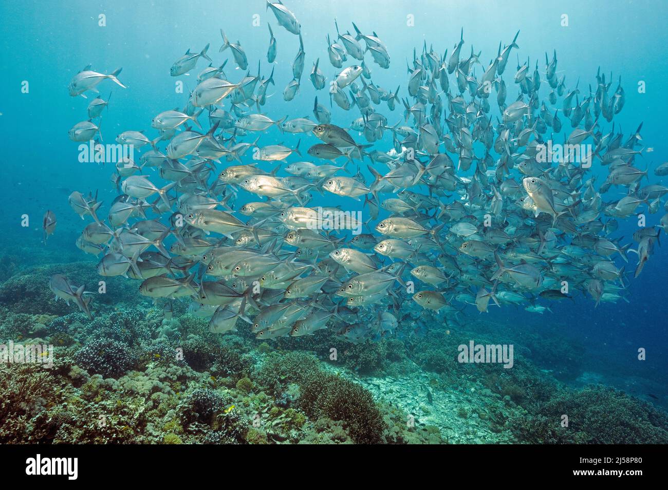 Großaugen Makrelen, Caranx sexfasciatus, Raja Ampat Indonesien Stockfoto