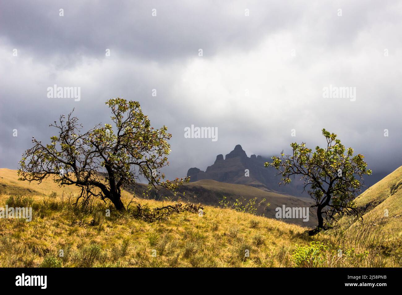 Zwei gewöhnliche Zuckerbusch-protea-Sträucher, im Drakensberg-Gebirge, gegen einen dunklen Sturm, der sich um die Gipfel im Hintergrund sammelt Stockfoto