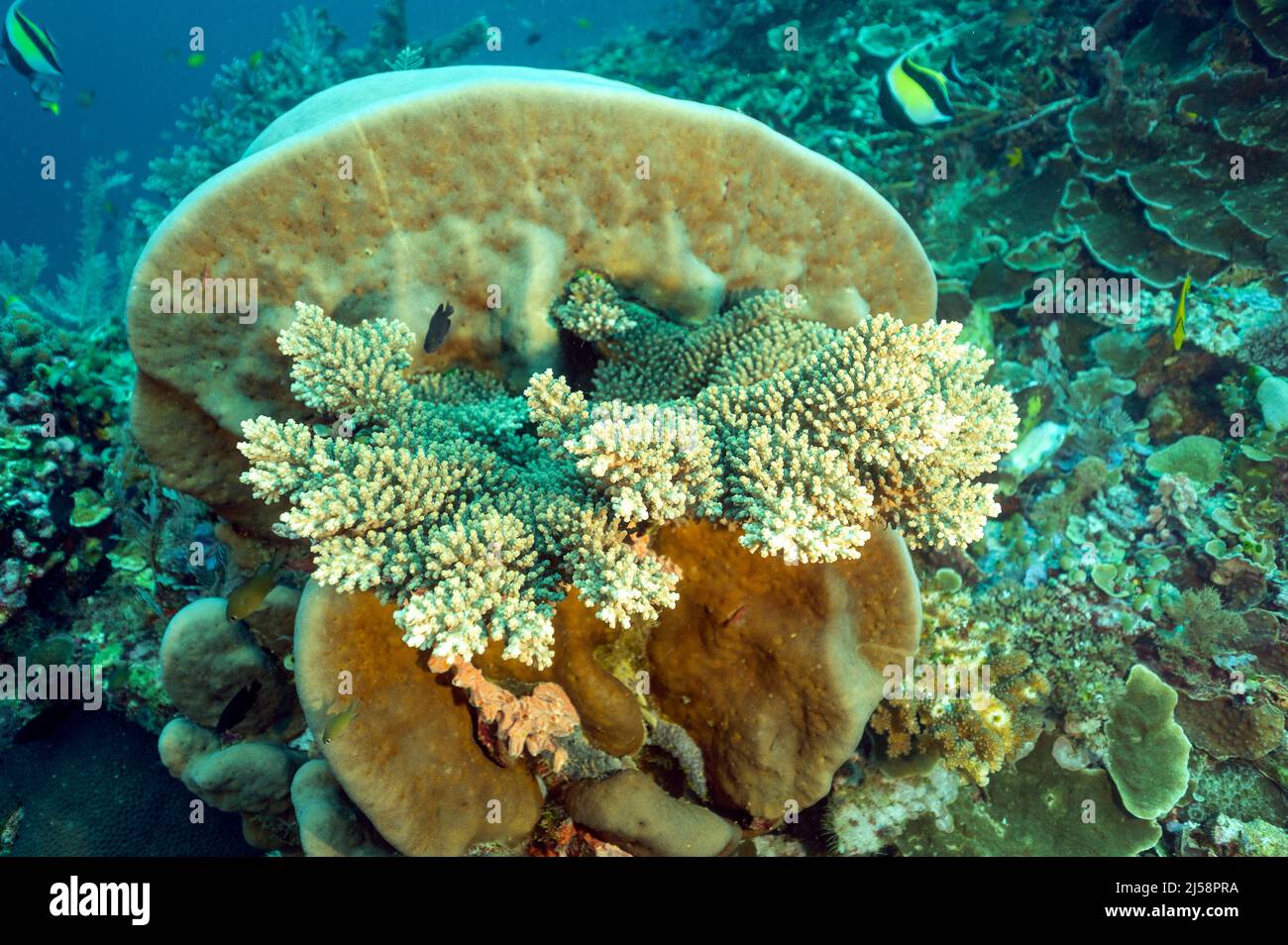 Raja Ampat hat mit fast 700 Arten die höchste Korallenvielfalt der Welt. Staghorn-Korallen, die auf einer anderen harten Koralle, Mansuar Island Raja Ampat, wachsen Stockfoto