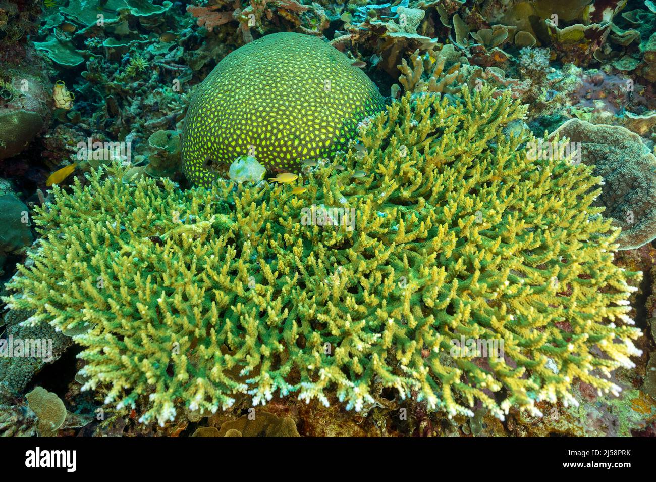 Acropora table Coral und steinerne fluoreszierende Korallen, Favita sp., Raja Ampat Indonesia. Stockfoto