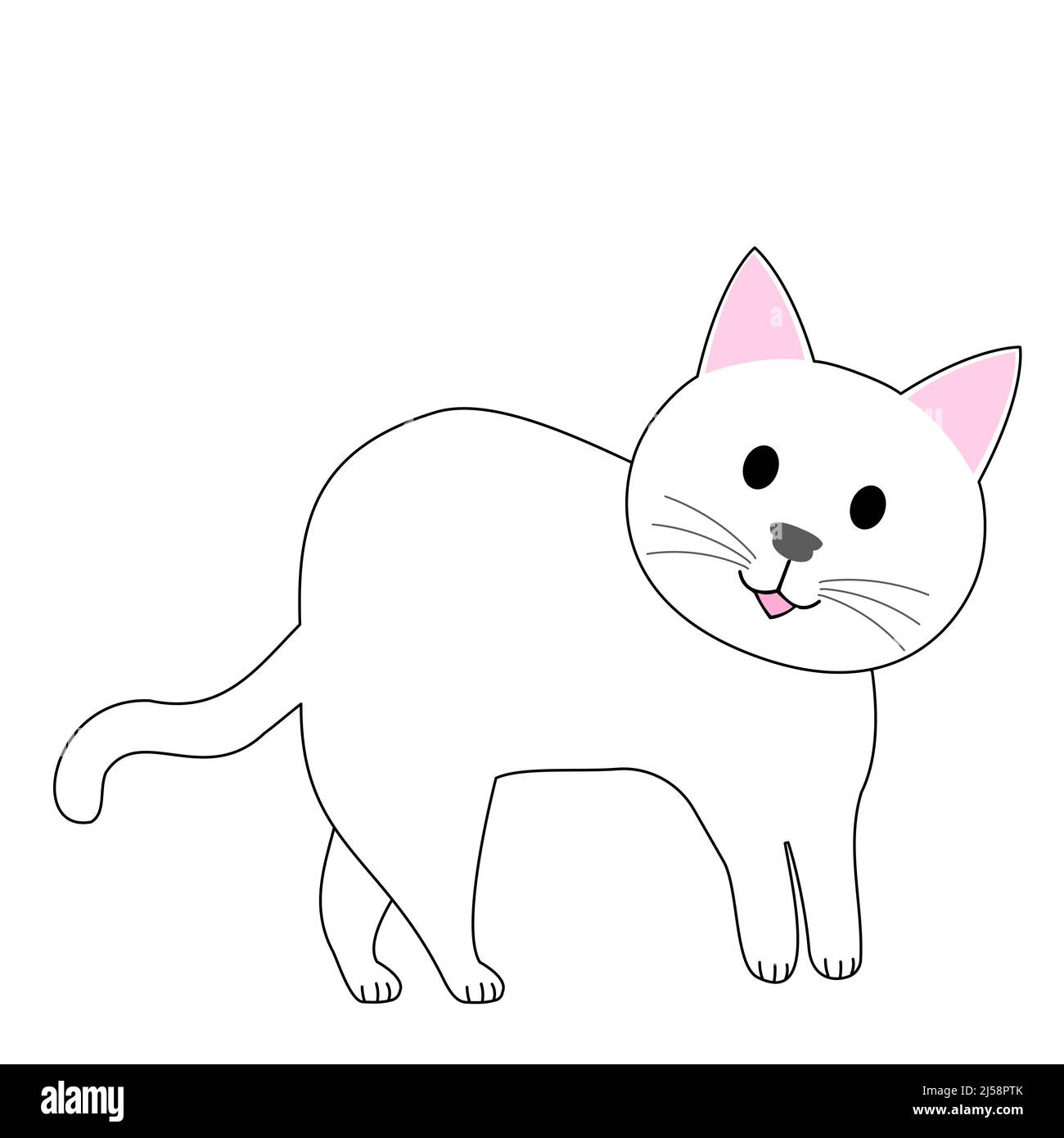 Weiße Katze mit weißem Hintergrund Stockfoto