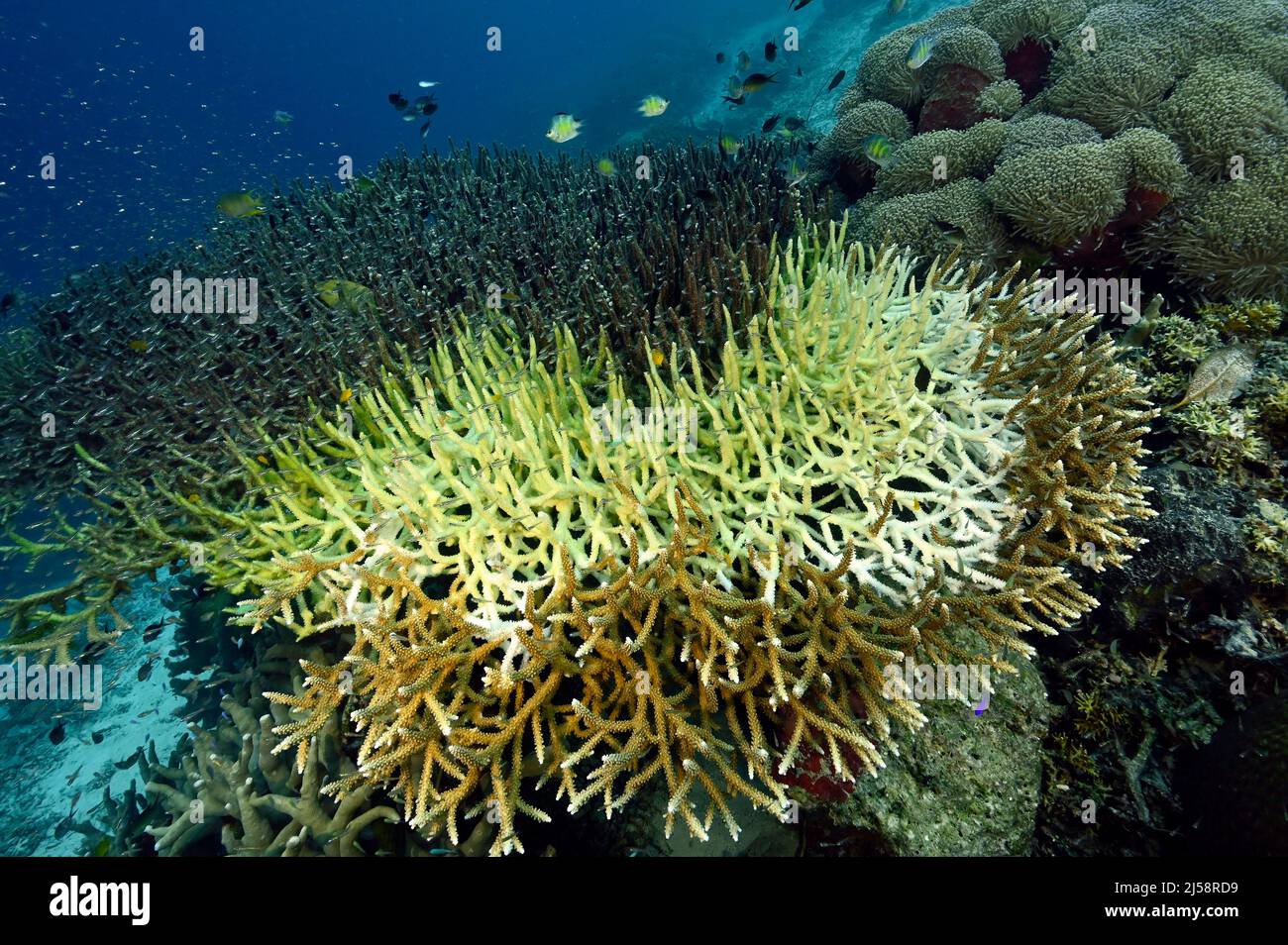 Bleichende Hirschhornteller-Koralle stirbt langsam ab. Tote Teile wurden bereits von Algen bedeckt. Raja Ampat Indonesien. Stockfoto