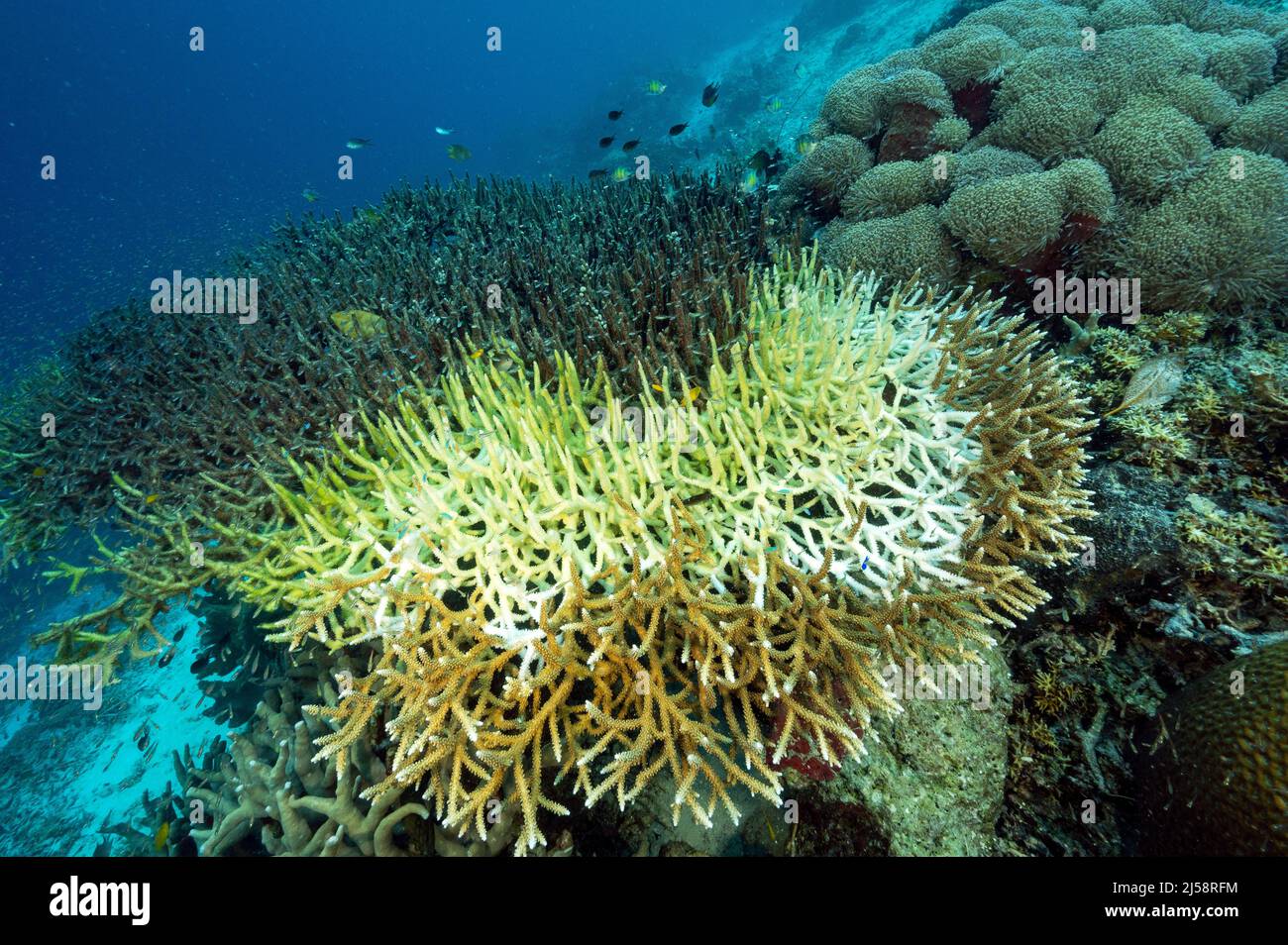 Bleichende Hirschhornteller-Koralle stirbt langsam ab. Tote Teile wurden bereits von Algen bedeckt. Raja Ampat Indonesien. Stockfoto