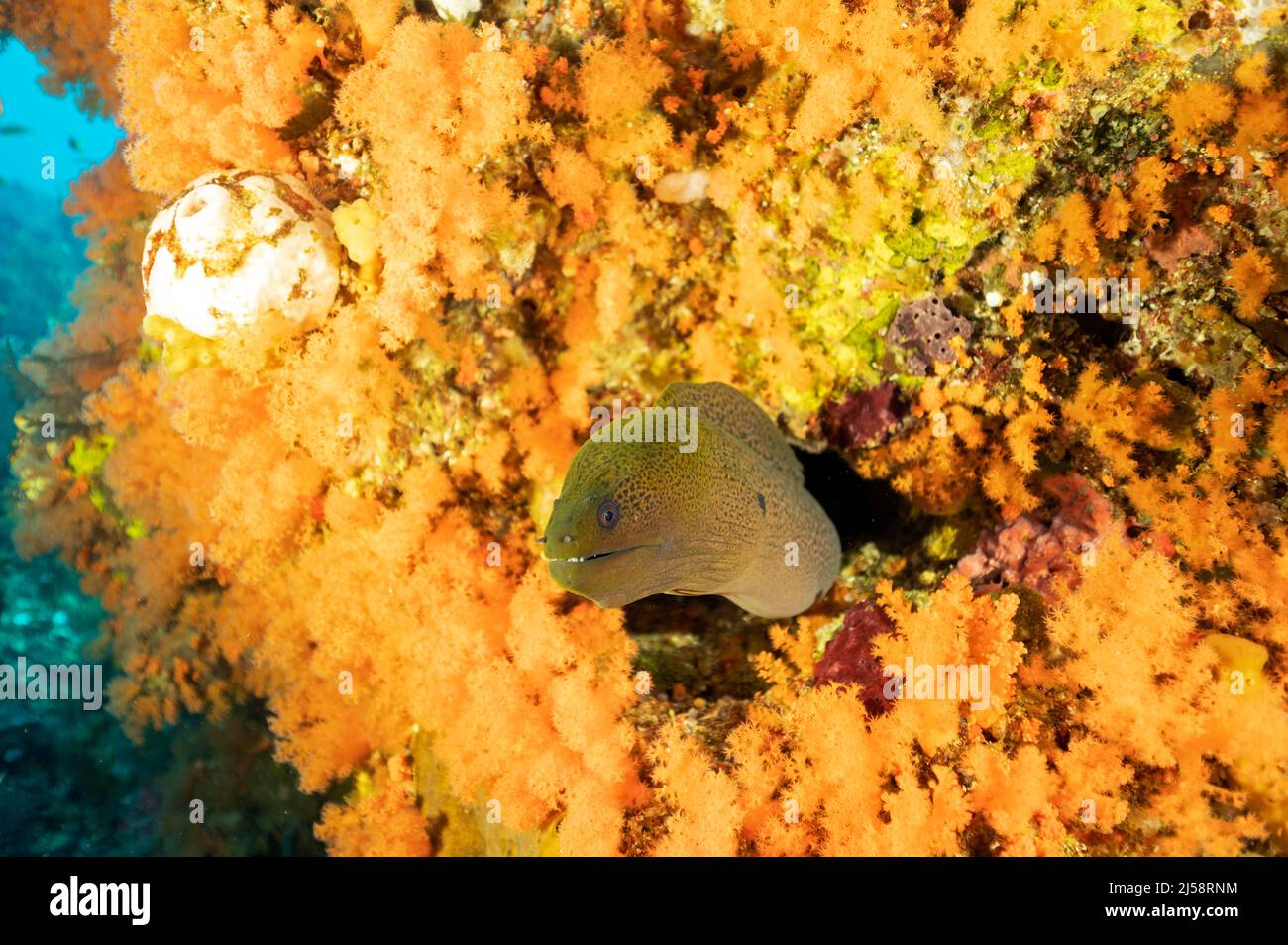 Riese Moray Eel, Gymnothorax javanicus. Raja Ampat, Indonesien Stockfoto