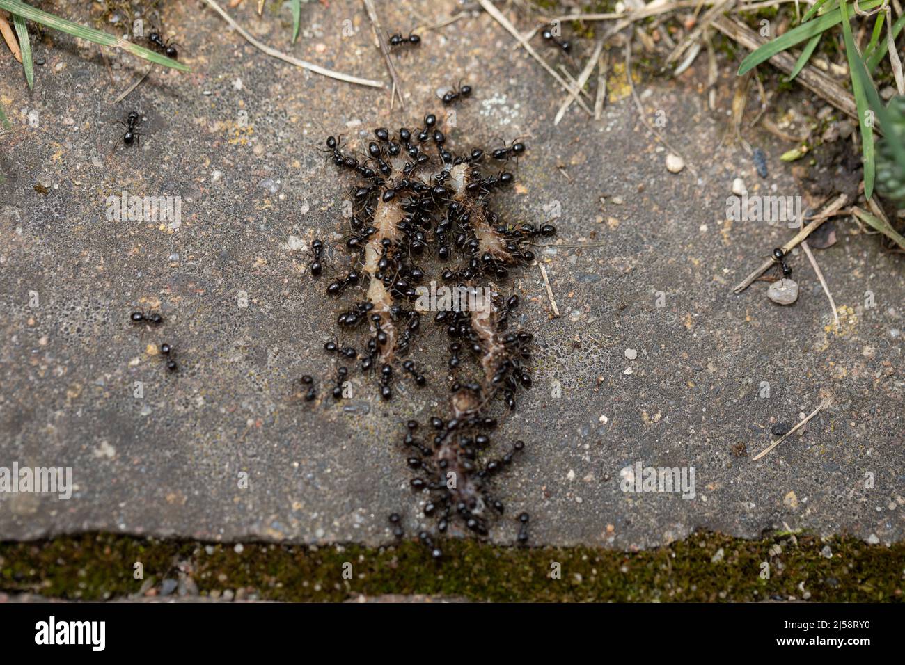 Ameisen fressen einen Regenwurm, eine große Gruppe von Insekten. Stockfoto