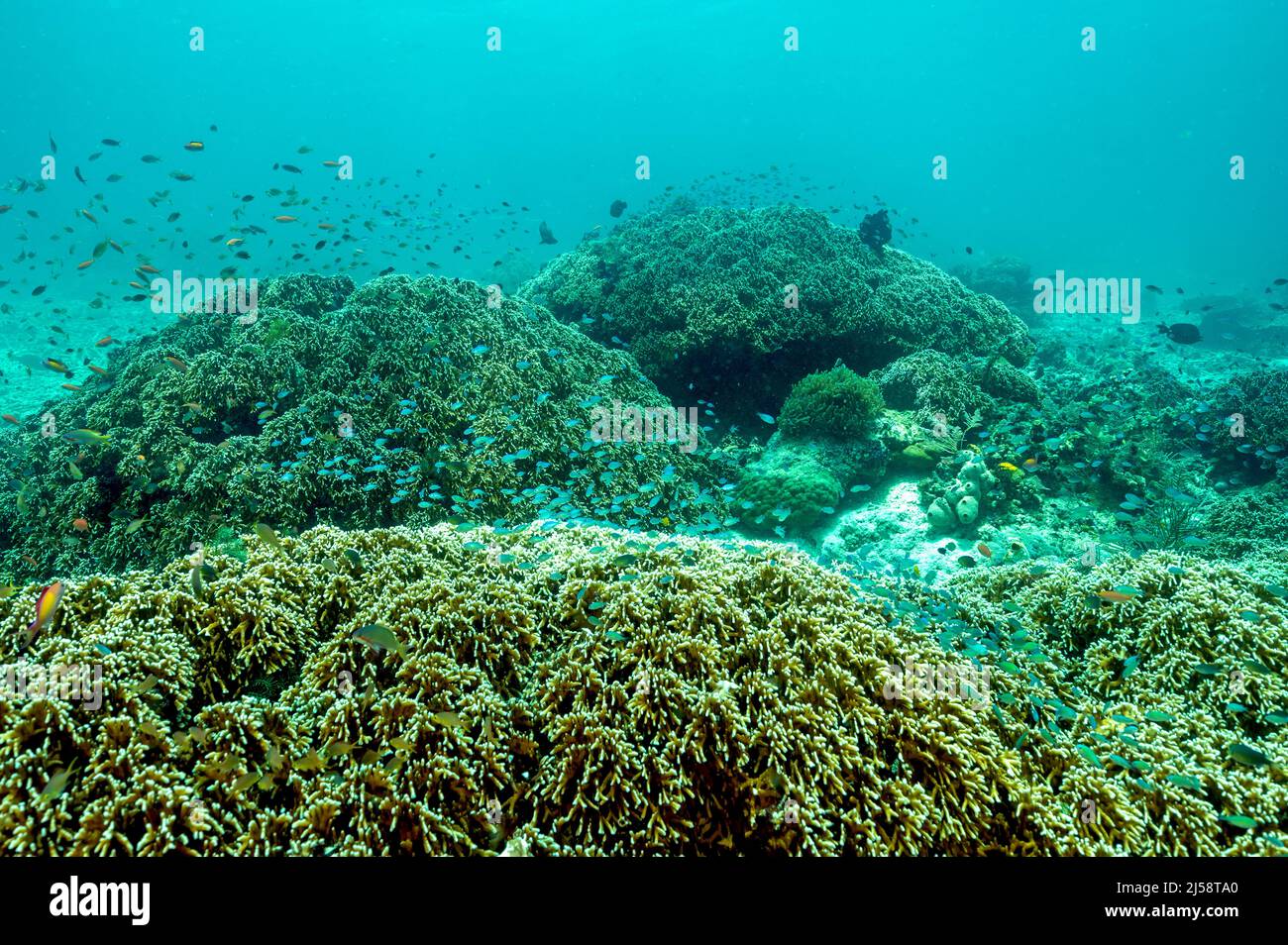 Riff landschaftlich mit Feuerkorallen, Millepora dichotoma, Raja Ampat Indonesien. Stockfoto