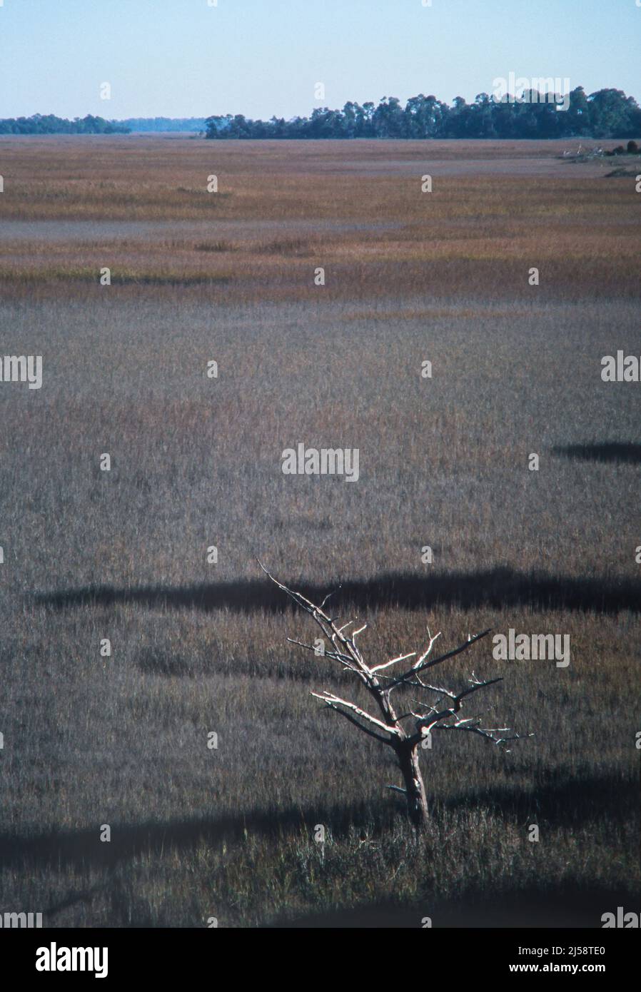 Weitläufige vertikale Ansicht eines Salzsumpfs auf Kiawah Island, South Carolina, mit einem toten Baum im Vordergrund. Stockfoto