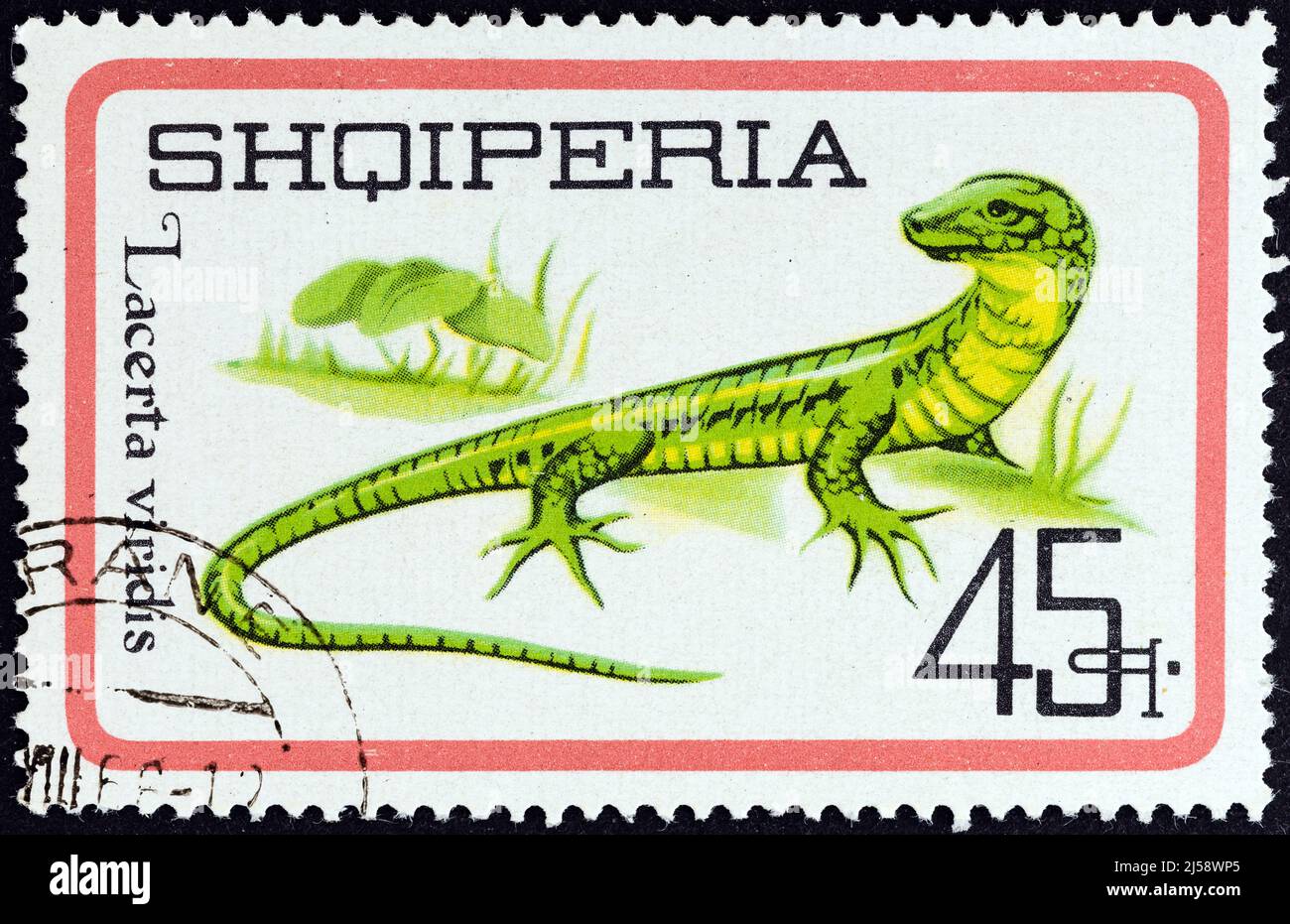 ALBANIEN - UM 1966: Eine in Albanien gedruckte Marke aus der 'Reptiles'-Ausgabe zeigt die Europäische Grüne Eidechse (Lacerta viridis), um 1966. Stockfoto