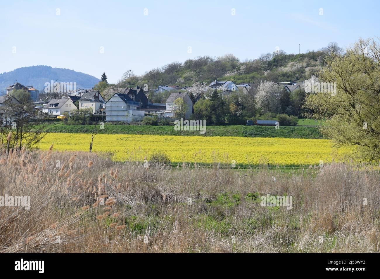 Sumpfland Thürer Wiesen im Frühjahr Stockfoto