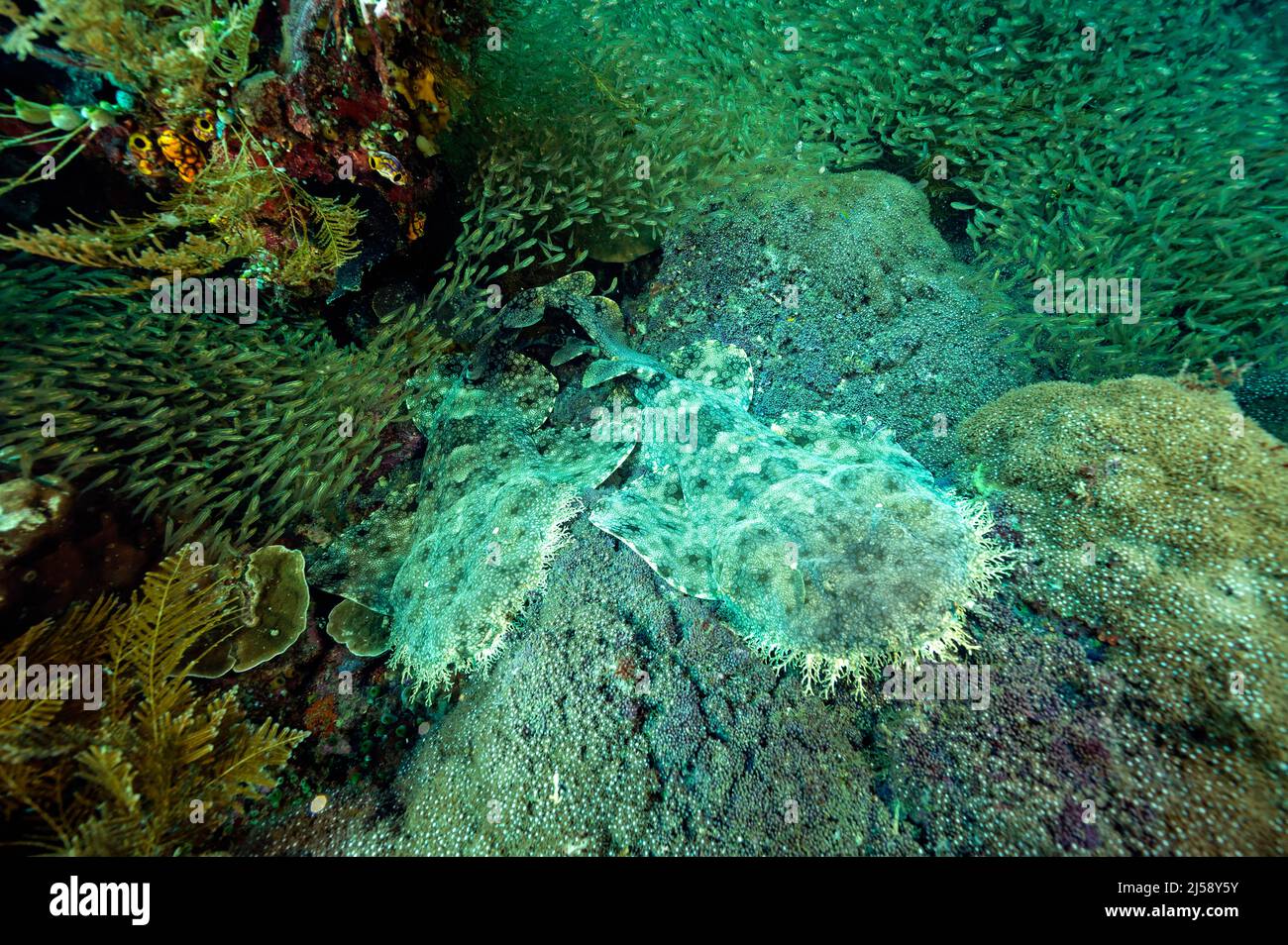 Tasseled Wobbegong Haie, Eucrossorhinus dasypogon, warten unter Glas Fischschwärme, Raja Ampat Indonesien. Stockfoto