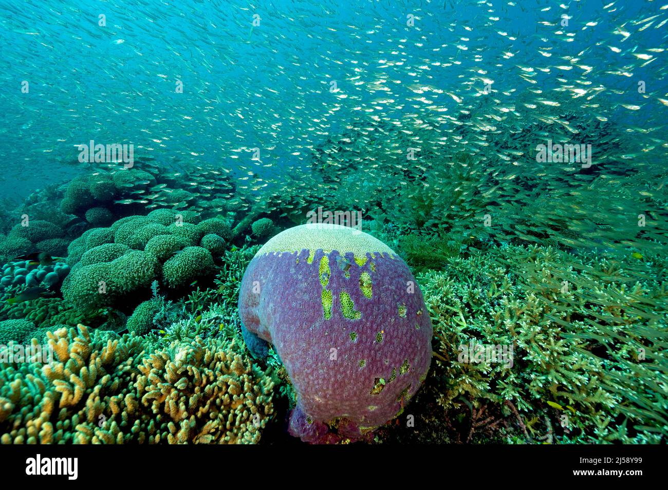 Riff landschaftlich mit Glasfischschwärme Raja Ampat Indonesien. Stockfoto