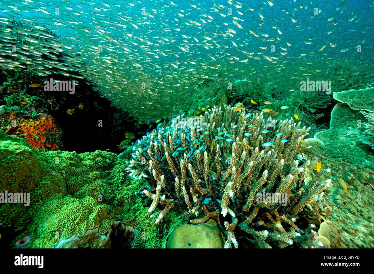 Riff landschaftlich mit Glasfischen und blauen Damselchen, Raja Ampat Indonesia. Stockfoto