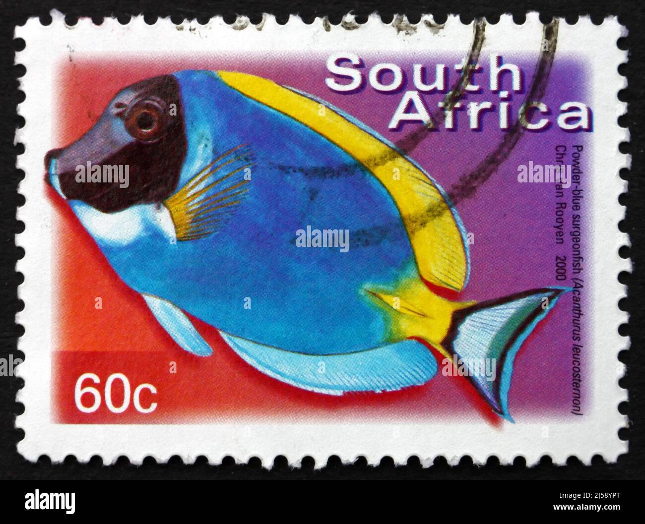 SÜDAFRIKA - UM 2000: Eine in Südafrika gedruckte Marke zeigt pulverblaue Surgeonfish, Acanthurus Leucosternon, Marine Tropical Fish, um 2000 Stockfoto