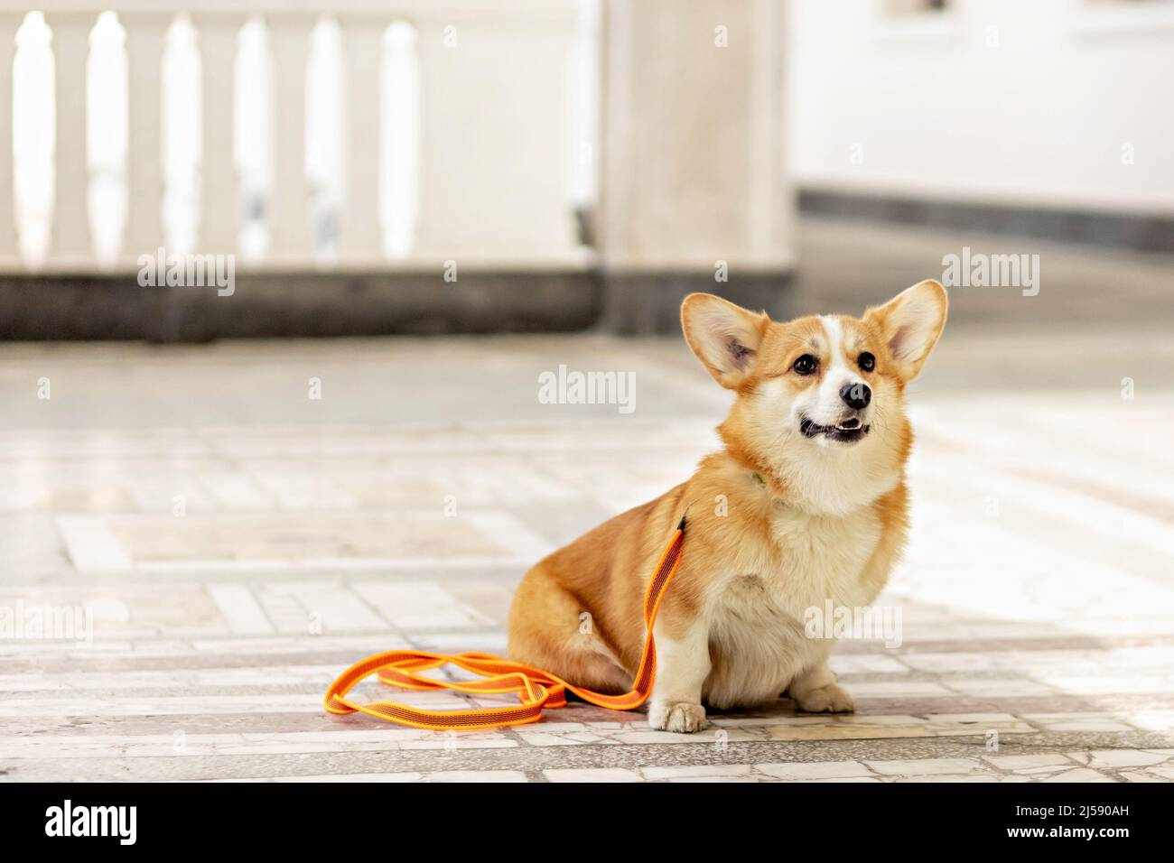 Ein rothaariger Corgi-Hund auf einem Spaziergang. Stockfoto